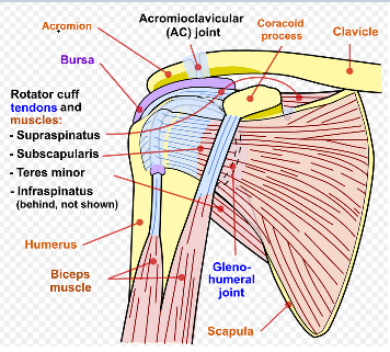 Shoulder1.png