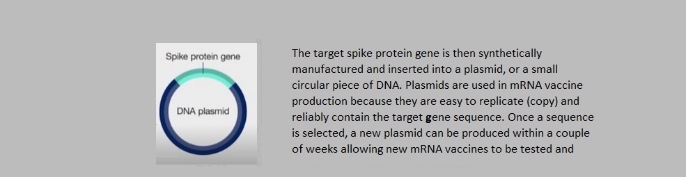 Plasmid.jpg