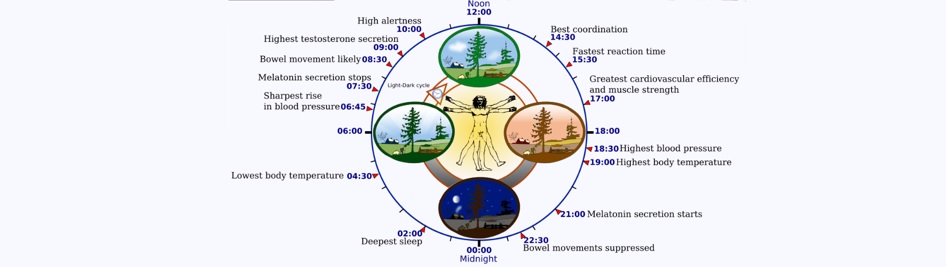 circedian rhythm.jpg