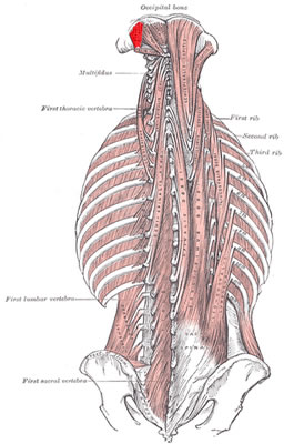 Back muscles.jpg